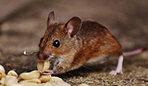 24 Hour & Emergency Exterminators in Barre Mills, WI